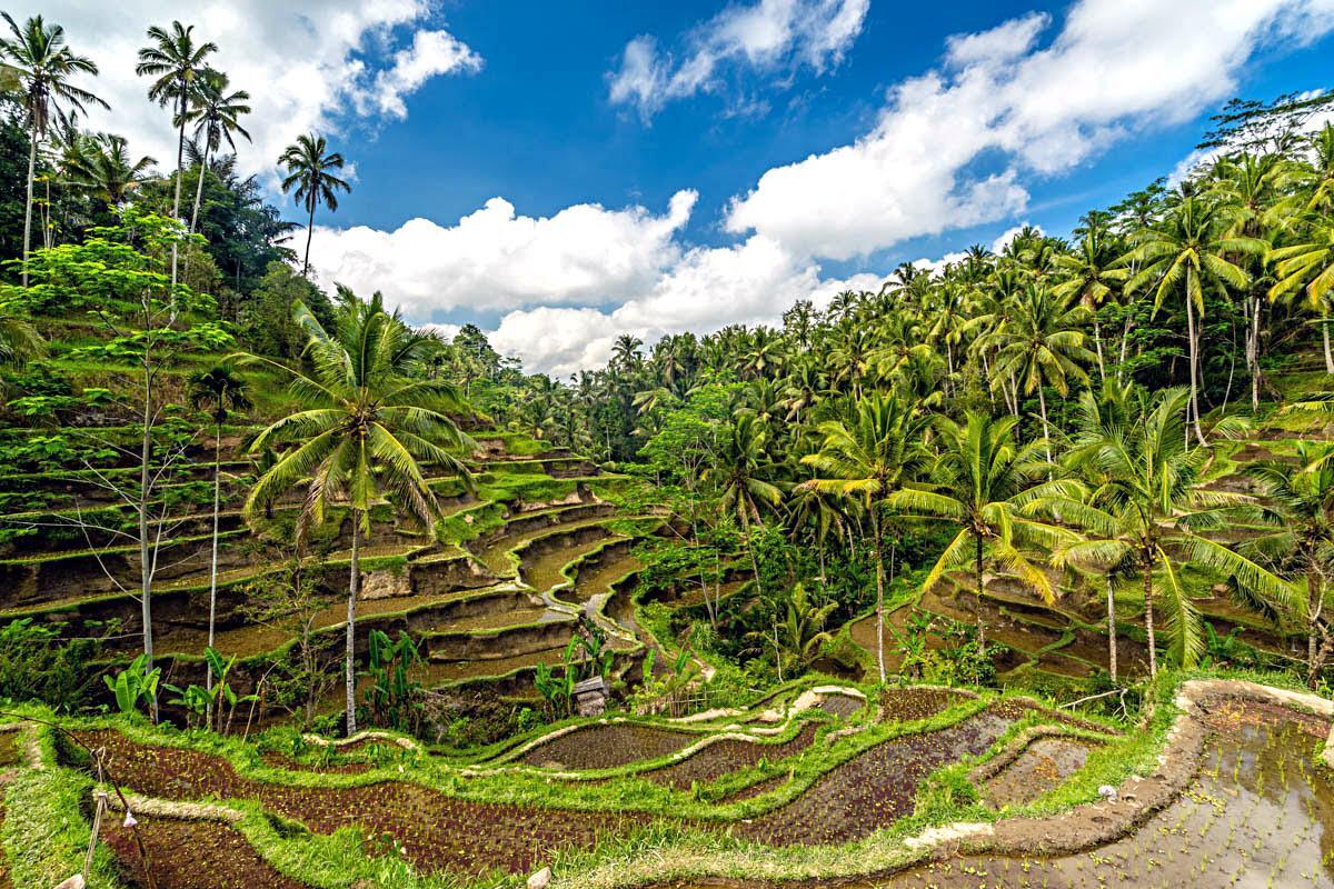 Bali: Ubud’dan Uluwatu’ya, Pirinç Tarlalarından Tropik Sahillere