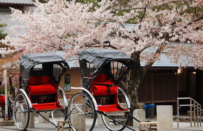 Elit Japonya Kore Turu THY ile 7 Gece Ekstra Turlar Dahil Sakura Dönemi