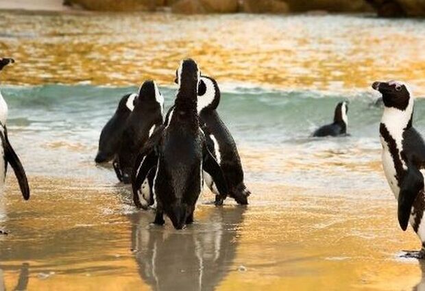 Fırsat Güney Afrika Safari Turu (Tüm Turlar Dahil)