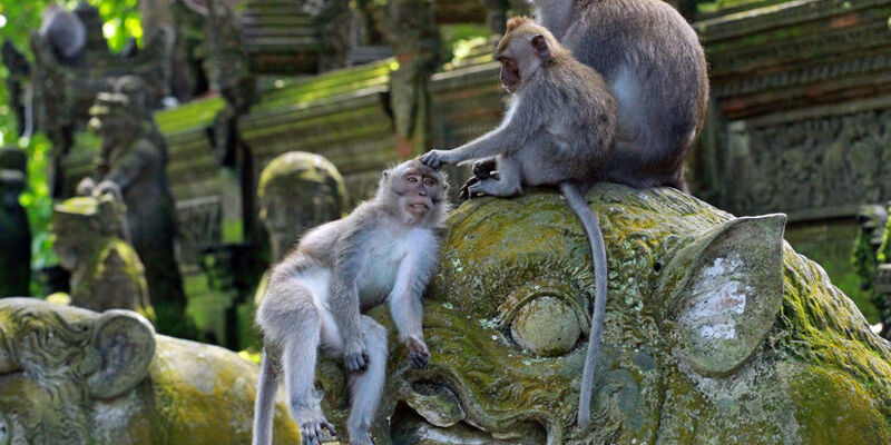 Dolu Dolu Harikalar Diyarı Bali - Ubud Turu Rotası