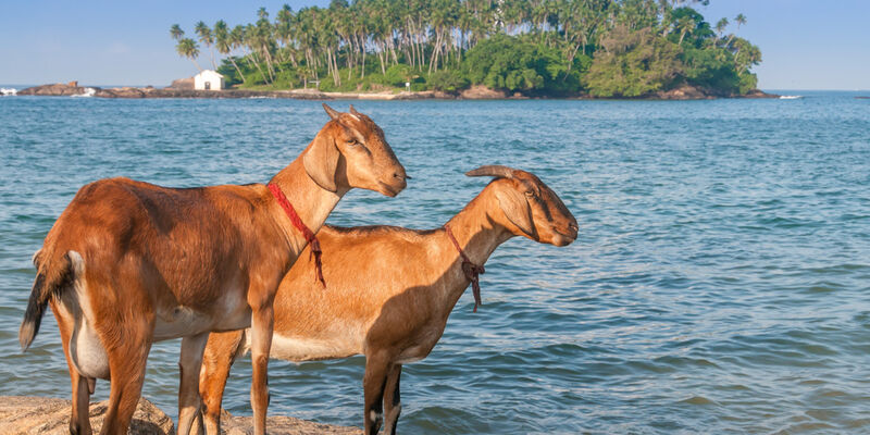 Sri Lanka Turu - 2026 - (CMB-CMB)