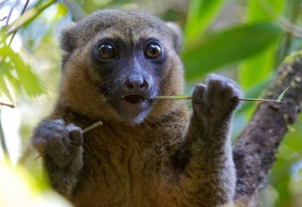 Emirates Havayolları ile Madagaskar & Mauritius Turu - 10 Gece 12 Gün - 2026