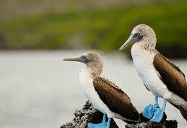 Türk Havayolları ile Panama & Kolombiya & Ekvador & Galapagos Adaları Turu - 13 Gün - 2026