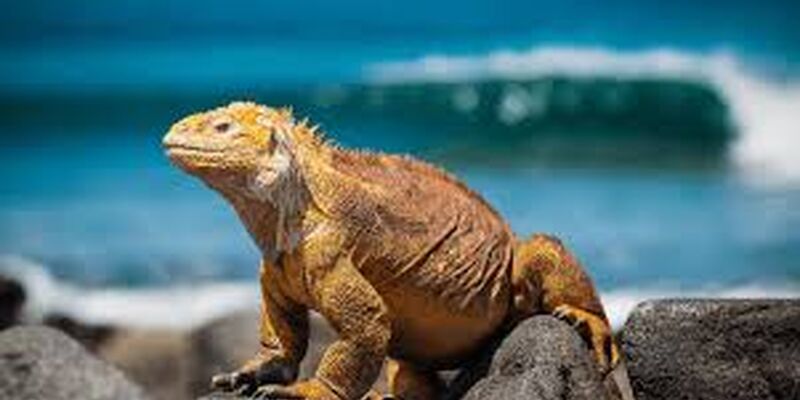 Türk Havayolları ile Panama & Kolombiya & Ekvador & Galapagos Adaları Turu - 13 Gün - 2026