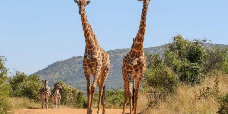 Dolu Dolu Güney Afrika & Botsvana & Victoria Şelaleleri Turu Rotası