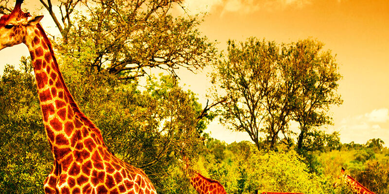 Dolu Dolu Kenya Safari Turu Rotası