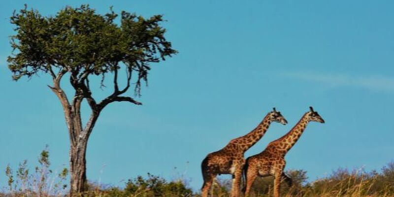 Fırsat Güney Afrika Safari Turu (Tüm Turlar Dahil)