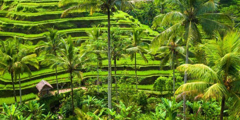 Elegant Ubud - Bali - Kuala Lumpur Turu - Ekstra Turlar Dahil!