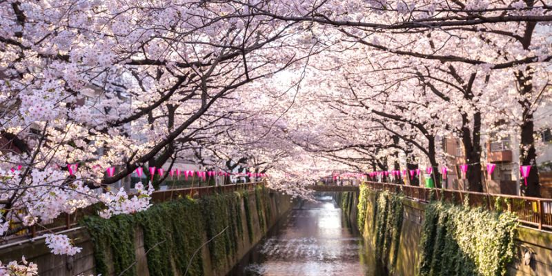 Fırsat Sakura Dönemi Japonya & Kore Turu V2 (Tüm Turlar Dahil)