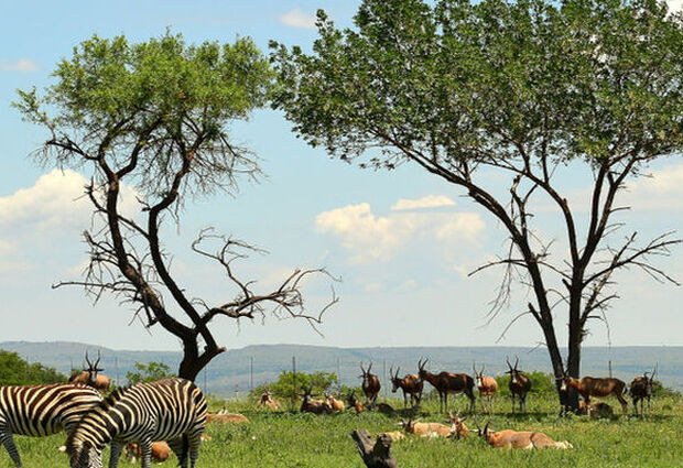 Ramazan Bayramı Özel Görkemli Güney Afrika ve Safari Turu | THY ile