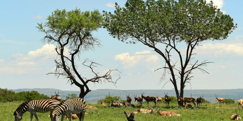 Kurban Bayramı Özel Görkemli Güney Afrika ve Safari Turu | THY ile 