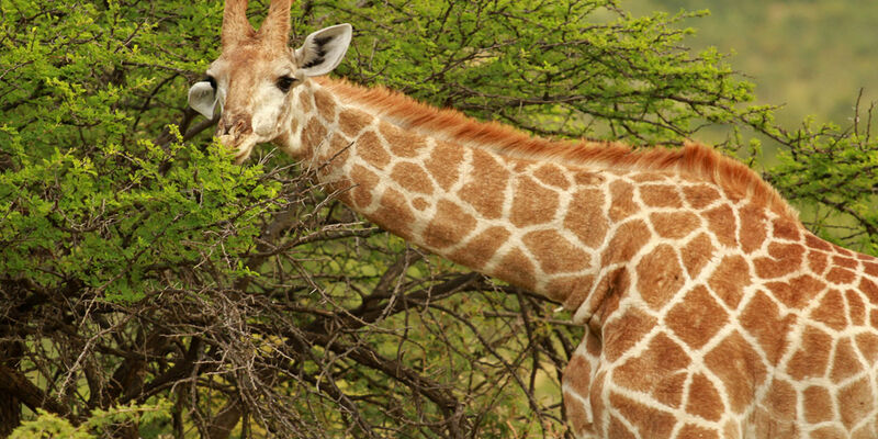 Ramazan Bayramı Özel Görkemli Güney Afrika ve Safari Turu | THY ile