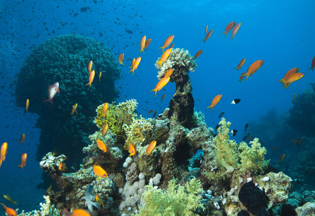 Dinçer Güner ve Hakan Tür ile Mısır Sharm El Sheikh Astro Seyahati Turu