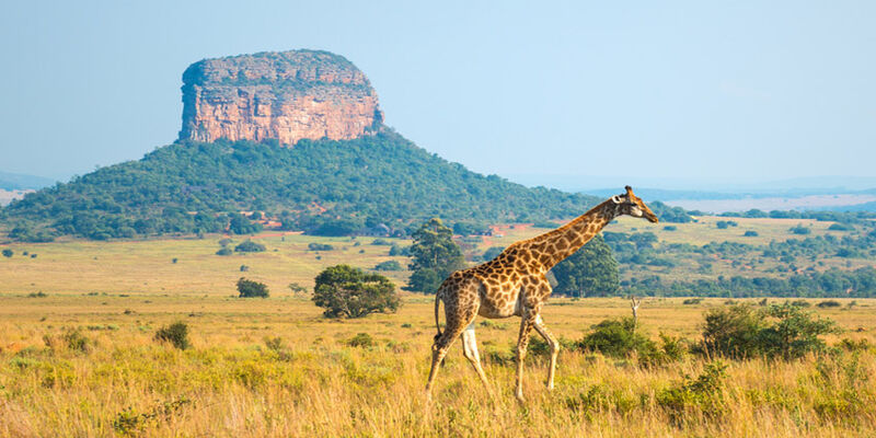 Güney Afrika Safari Rotası Turu | Türk Havayolları ile