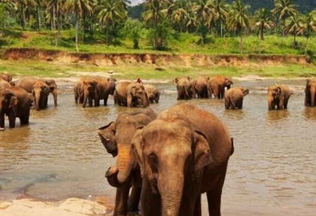Sri Lanka Turu (SAW) (CMB-CMB)