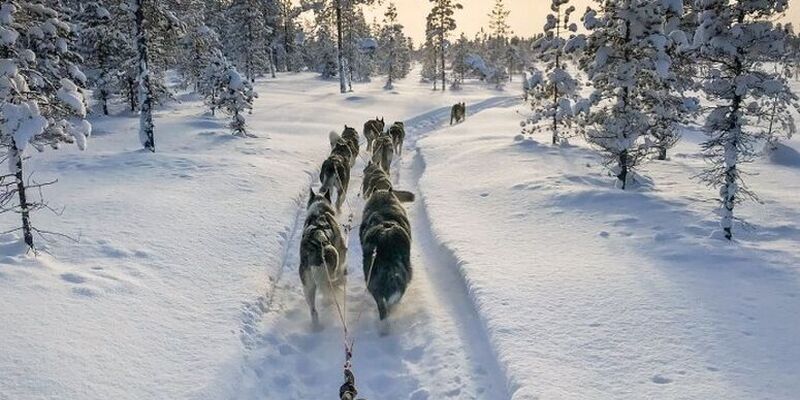 Yılbaşı Özel Lapland Turu | Husky Ve Ren Geyiği Safarisi Dahil