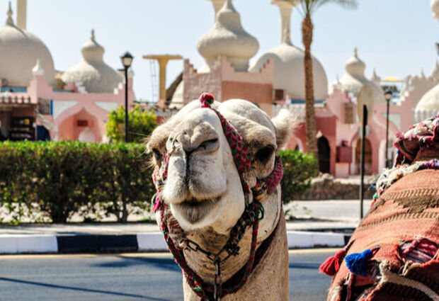 SunExpress ile Ankara Hareketli Kahire Sharm El Sheikh Turu - 8 Gece