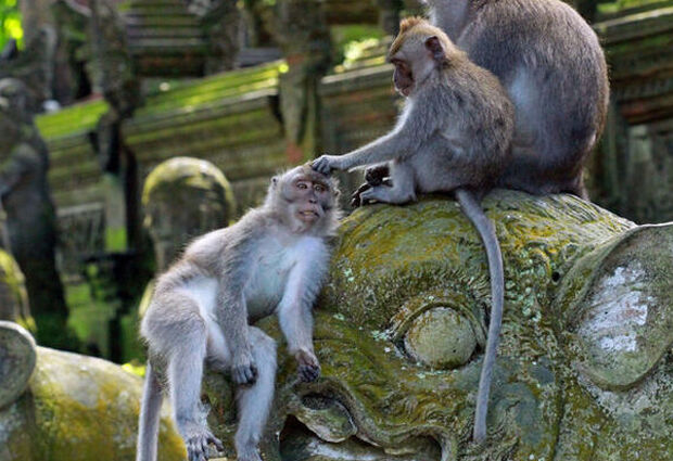 Dolu Dolu Harikalar Diyarı Bali - Ubud Turu Rotası