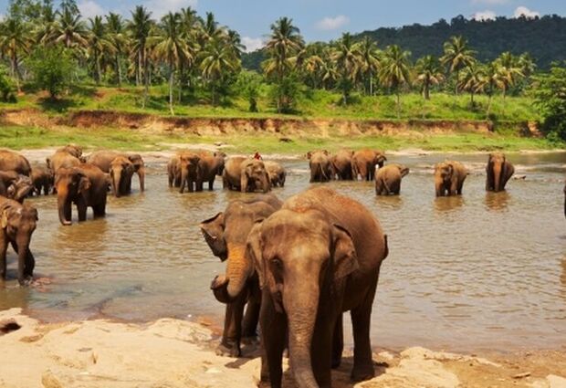 Dolu Dolu Büyük Sri Lanka Rotası Turu
