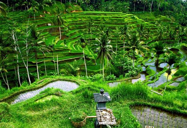 Bali Turu 7 Gece SQ 2025 (DPS-DPS)