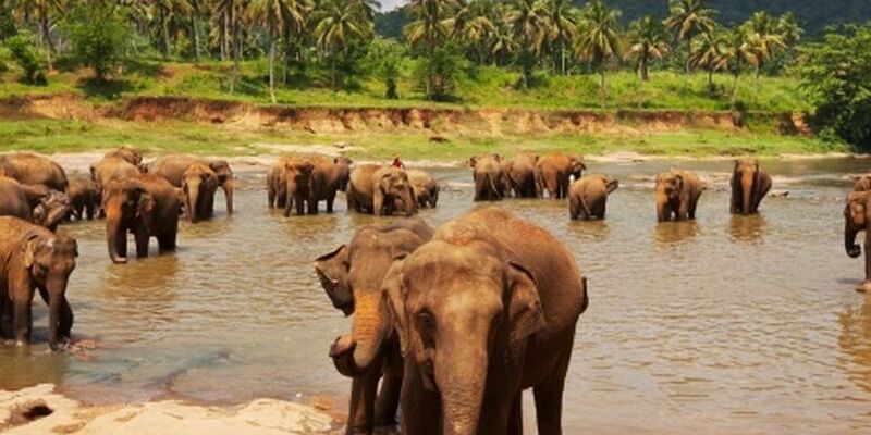 Sri Lanka Turu (SAW) (CMB-CMB)