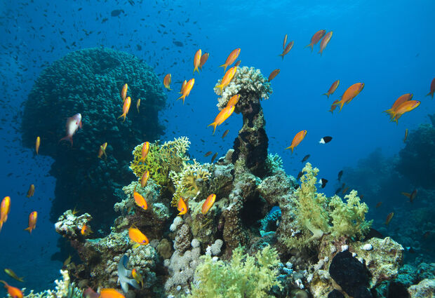 Sharm El Sheikh Turu (Türk Havayolları ile) (4 Gece) (Otelden Geç Çıkışlı)