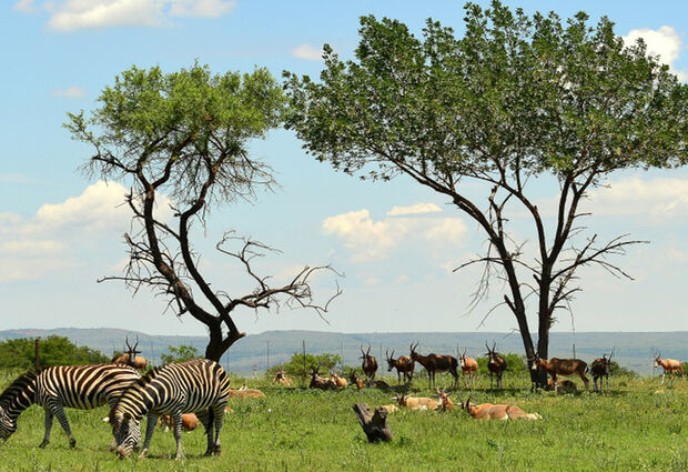 THY	ile İstanbul Çıkışlı Güney Afrika Turu - 7 Gece