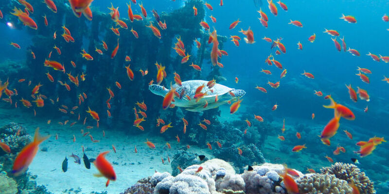 İstanbul Hareketli Ajet ile Promosyon Hurghada Turu - 3 Gece 5 Gün